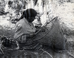 Pine nut gathering, woman with burden basket