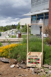 Tree of Gernika box next to planted tree