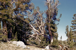 Lodgepole pine (Pinus contorta - Pinaceae)