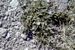 Jacob's-ladder (Polemonium pulcherrimum - Polemoniaceae)