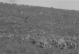 Sheep on range