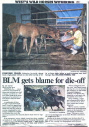 Newspaper Clipping, "BLM gets blame for die-off"
