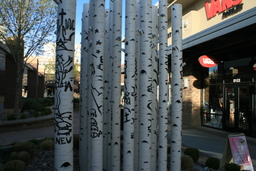 Arborglyphs on trees