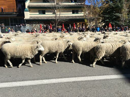 Live sheep in parade