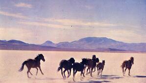 Seven wild horses running on the Black Rock Desert