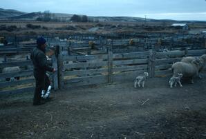 Sheepherder following ewes and newborn lambs beside sheep pens