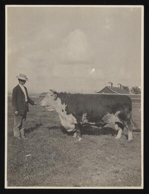 Man standing with a Hereford cow