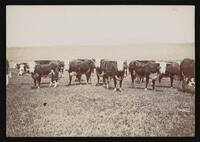 Hereford cattle in a field