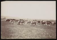 Hereford cattle in a field