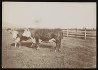 Two Hereford cows in a pasture