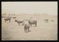 Hereford and long haired cattle in a pasture