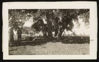 Tree with four trunks and two men standing next to it