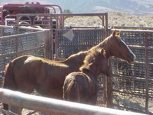 Wild Horse and Burro Collection