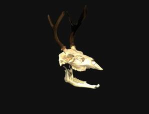 Odocoileus hemionus