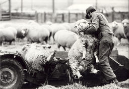 Sheep Wrestling