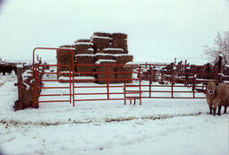 Photograph of Dann Ranch, January 6, 1993