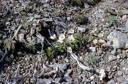 Anderson's buttercup (Ranunculus andersonii - Ranunculaceae)