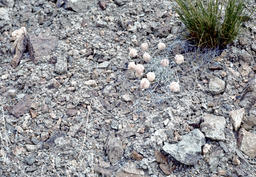 Cushion buckwheat (Eriogonum ovalifolium - Polygonaceae)