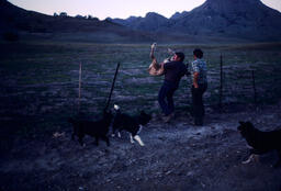 Sheepherder putting sheep over fence