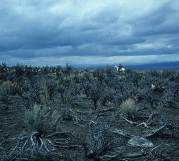 Sheepherder and sheep on hillside