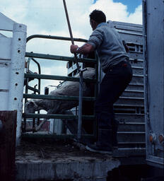 Sheepherder transferring a sheared sheep