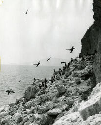 Cormorants at Pyramid Lake