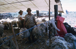 Herders with ewes and shorn wool