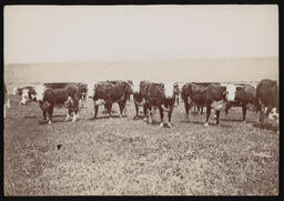 Hereford cattle in a field