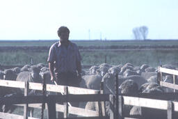 Sheepherder with stick in corral