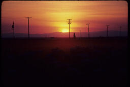 Sheep flock at sunset