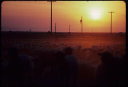 Sheep flock at sunset