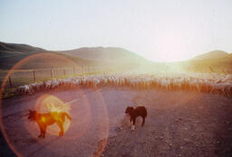 Sheep in the road