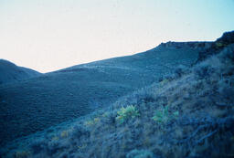 Sheep on a Mountainside