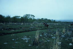 Sheepherder and sheep on a field