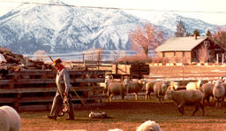 Sheepherder and sheep