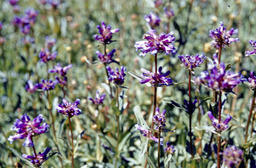 Rydberg's Penstemon (Penstemon rydbergii - Scrophulariaceae)