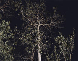 Night illumination, Aspen tree near Blue Lakes, Pine Forest Range. Black Rock Desert