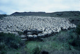 Sheep on a Mountainside