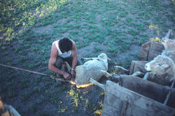 Sheepherder helping sheep give birth