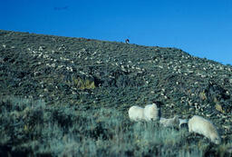 Rancher and Sheep on a Mountainside