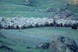 Sheep Herder Herding Sheep