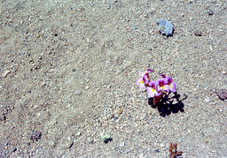 Dwarf purple monkeyflower (Mimulus nanus - Scrophulariaceae)