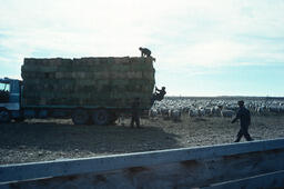 Sheep in corral waiting for hay from hay truck