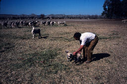 Sheepherder, sheep and lamb