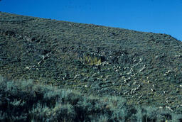 Sheep on a Mountainside