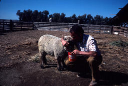 Sheepherder and lamb