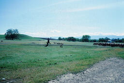 Sheepherder, dog, and flock