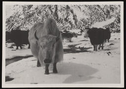 Yaks in Tibet