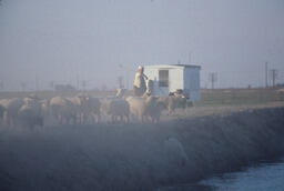 Sheepherder and sheep beside irrigation ditch