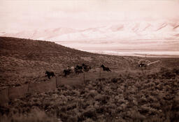 Photograph of BLM helicopter herding horses, Dann Ranch, February 11, 2003